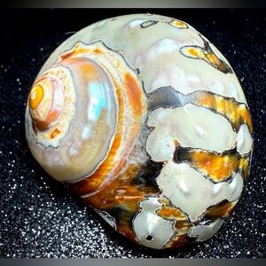 Natural Oddities Large Authentic Rare Turbo Sarmaticus Turban Shell